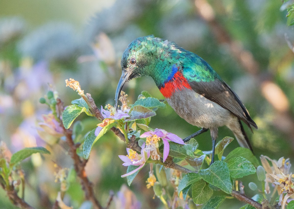 Southern Double-collared Sunbird - ML647549913