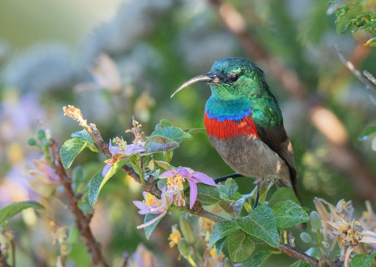 Southern Double-collared Sunbird - ML647549914