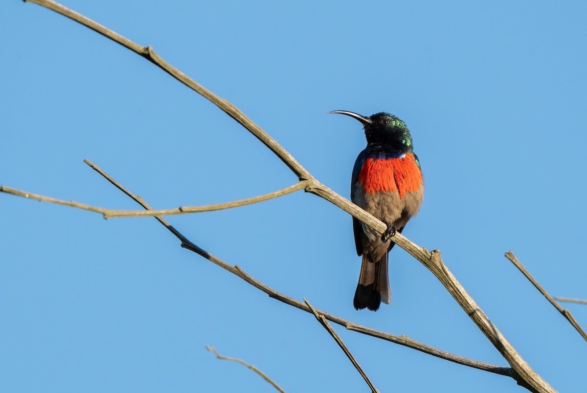 オオゴシキタイヨウチョウ - ML647549923