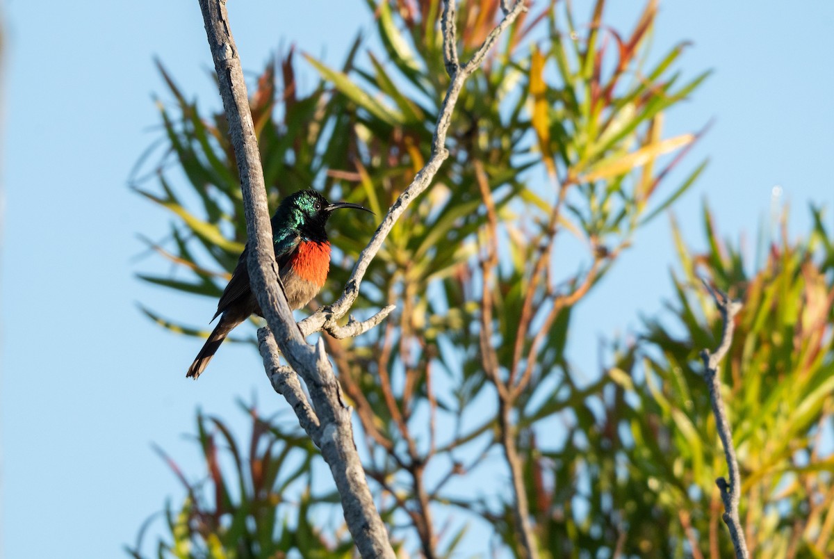 オオゴシキタイヨウチョウ - ML647549924