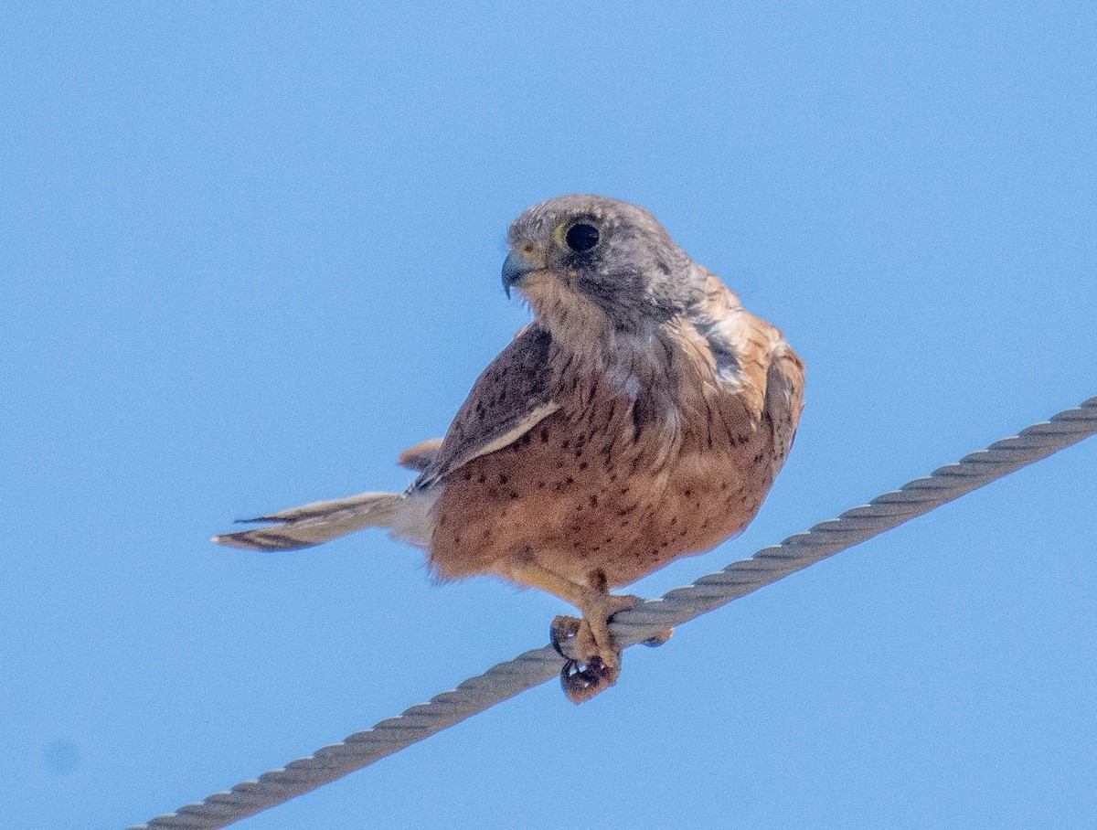 klippefalk - ML647549941