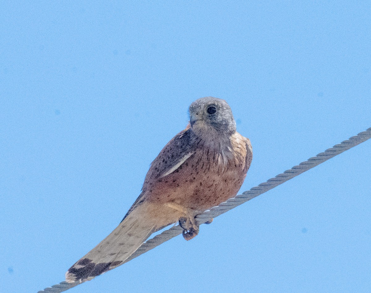 klippefalk - ML647549942