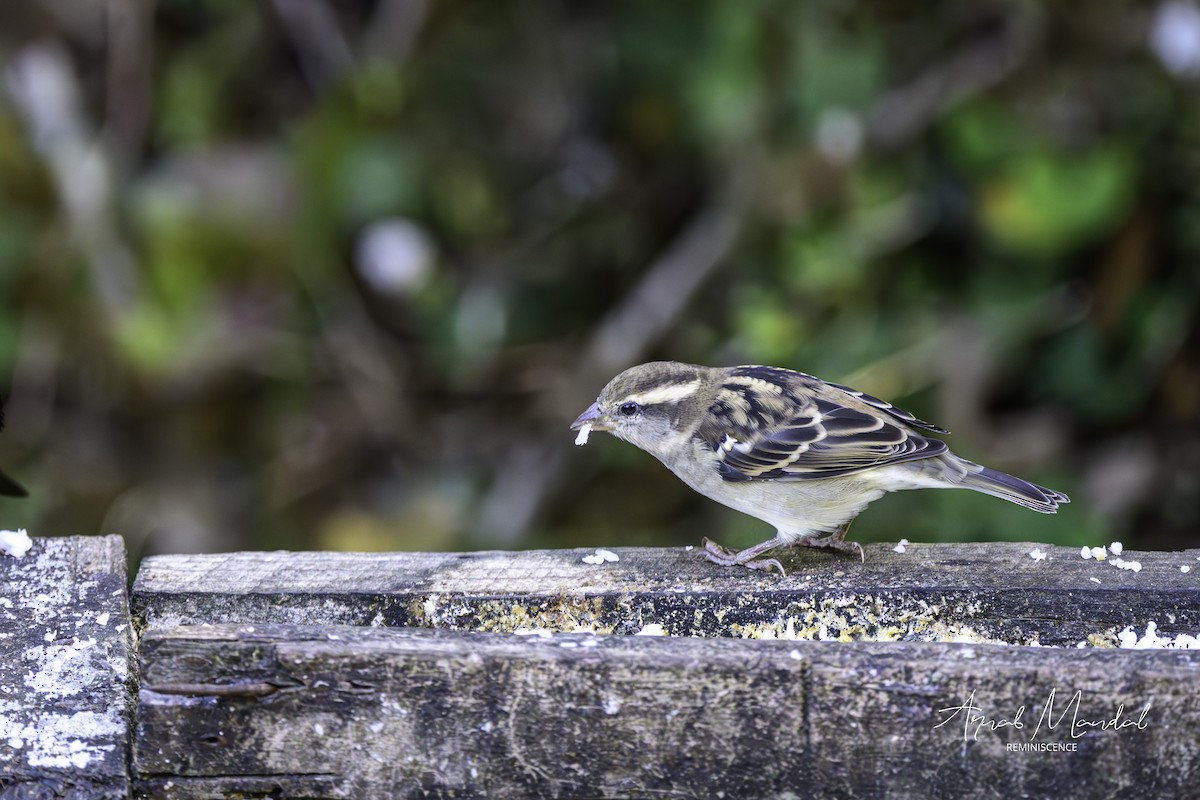 Горобець рудий - ML647549961