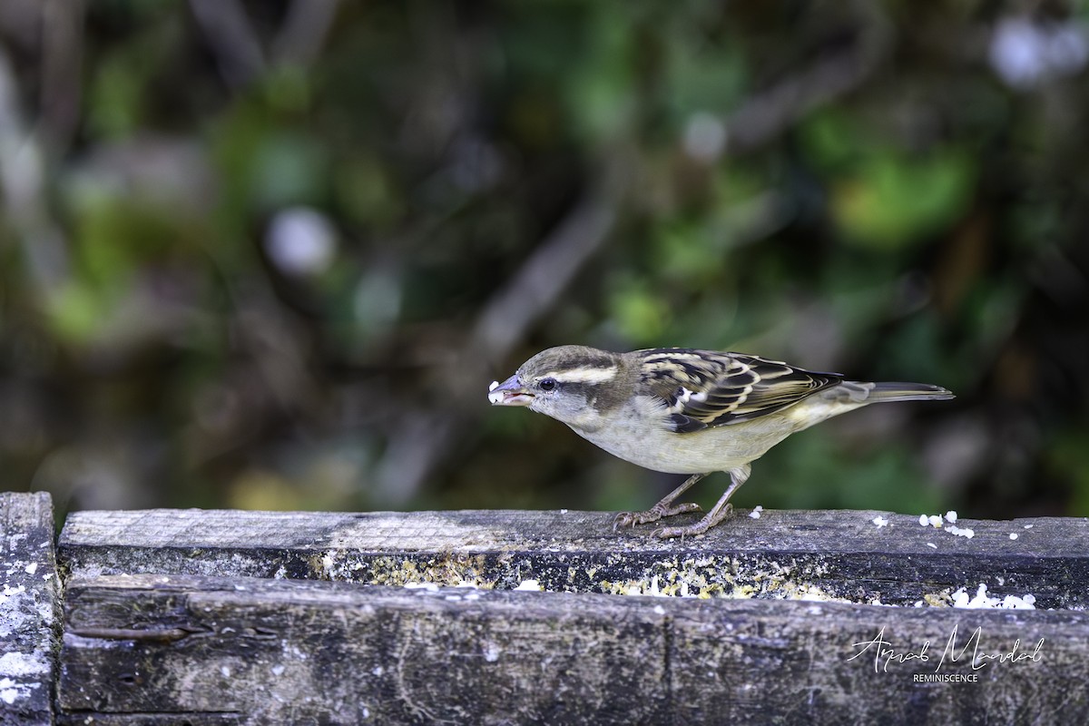 Горобець рудий - ML647549962