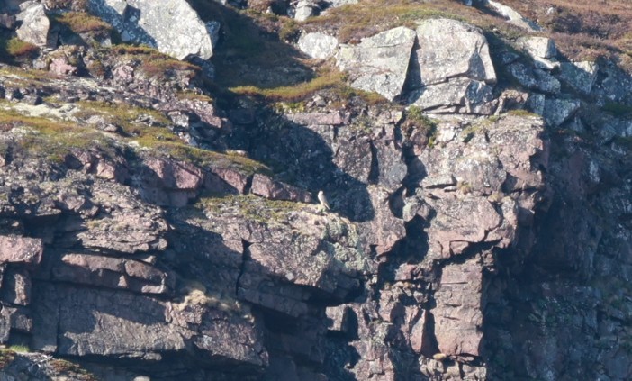 Gyrfalcon - ML647549966