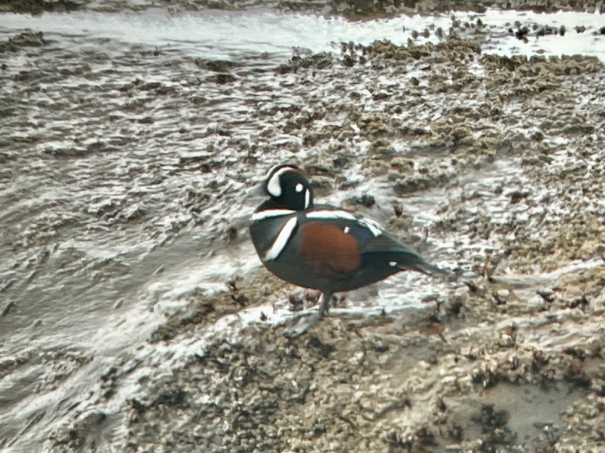 Ahate arlekina - ML647549974