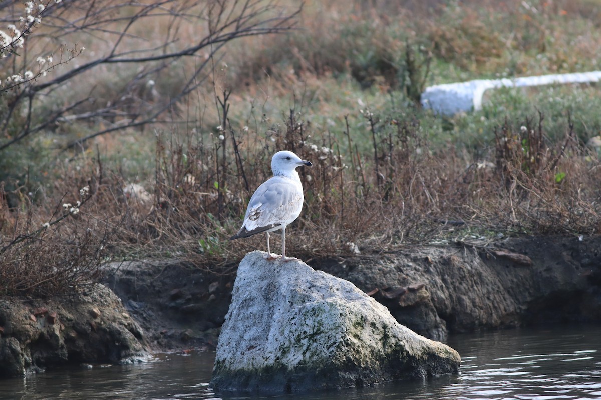 Goéland pontique - ML647549979