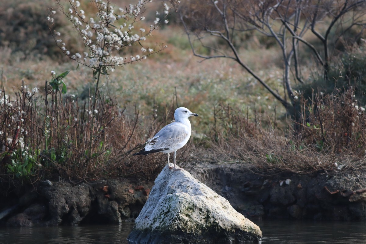 Goéland pontique - ML647549981
