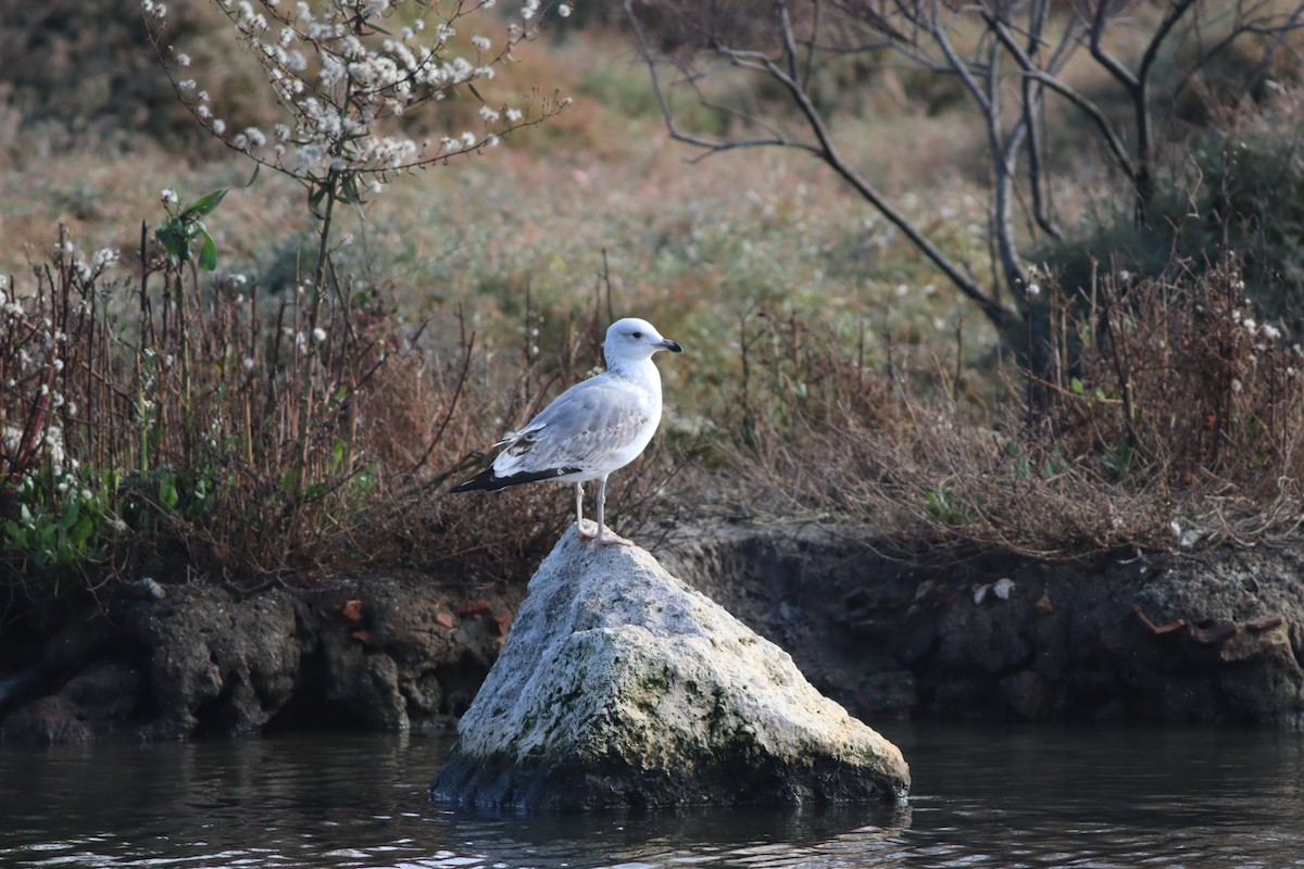Caspian Gull - ML647549983