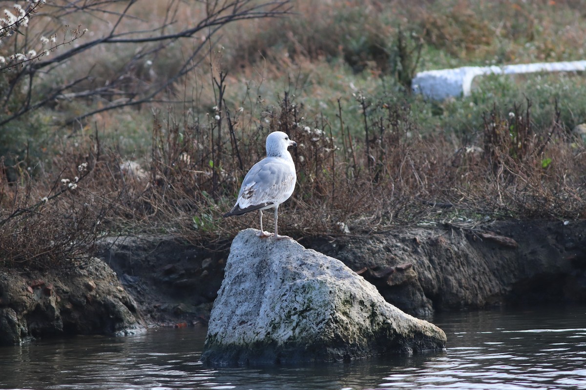 Caspian Gull - ML647549985