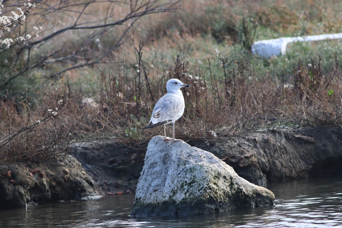 Caspian Gull - ML647549987