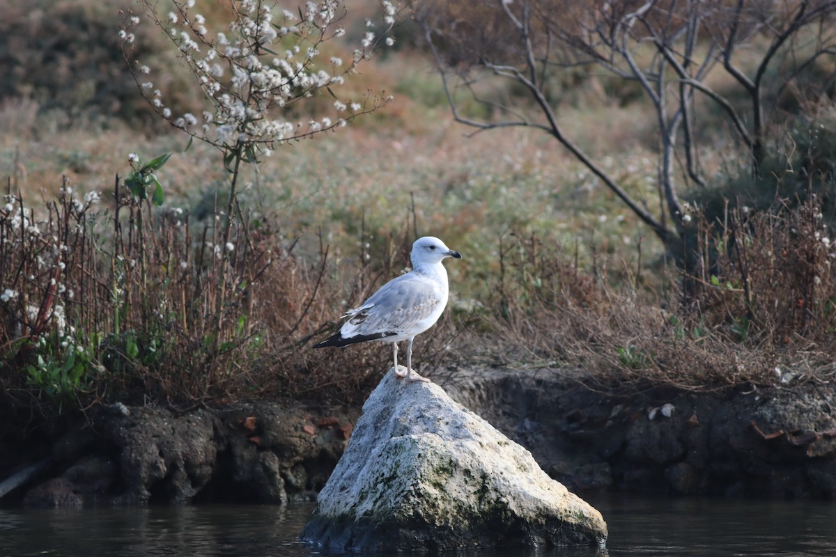 Caspian Gull - ML647549988