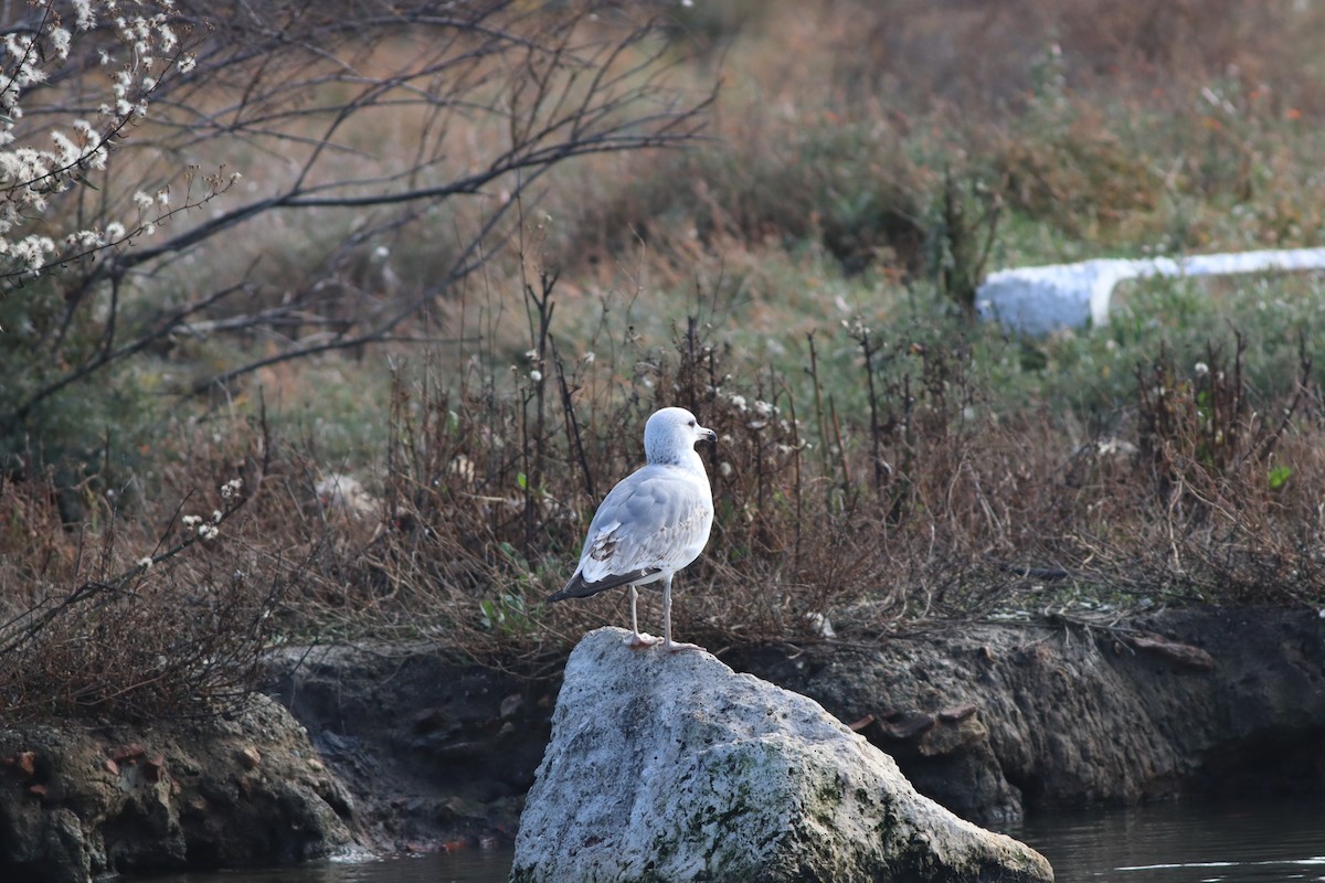 Caspian Gull - ML647549989