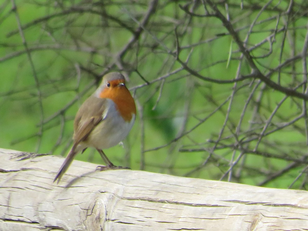 European Robin - ML647550000