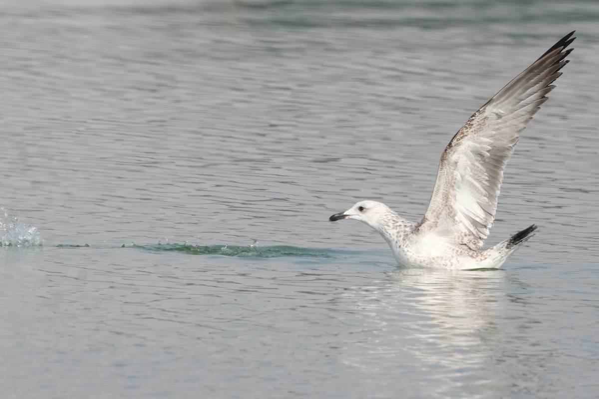 Lesser Black-backed Gull - ML647550002