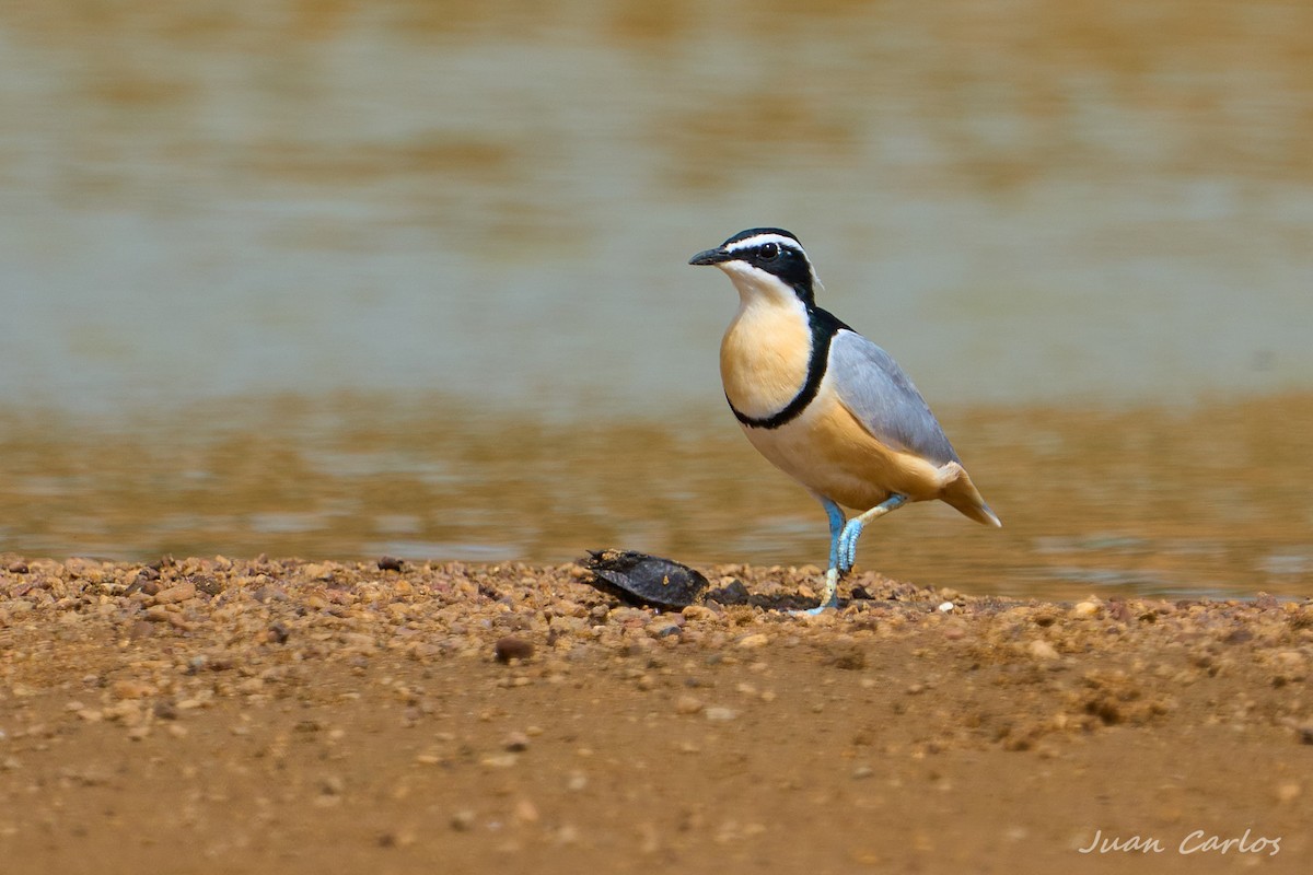 Egyptian Plover - ML647550005
