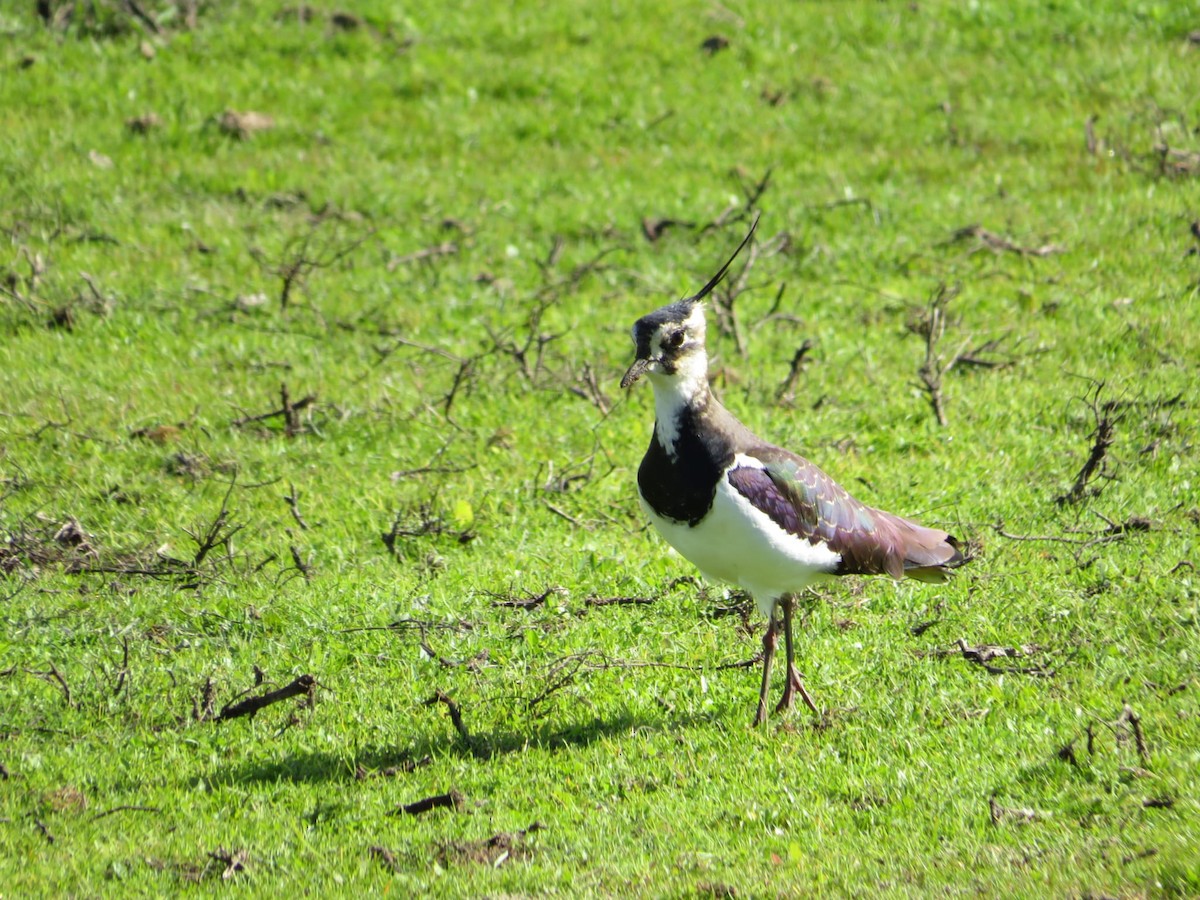 Northern Lapwing - ML647550006