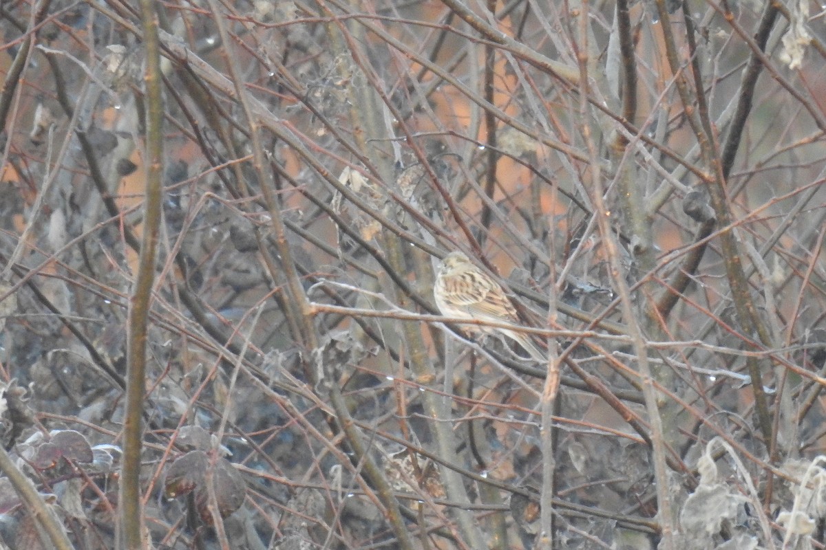 Pine Bunting - ML647550009