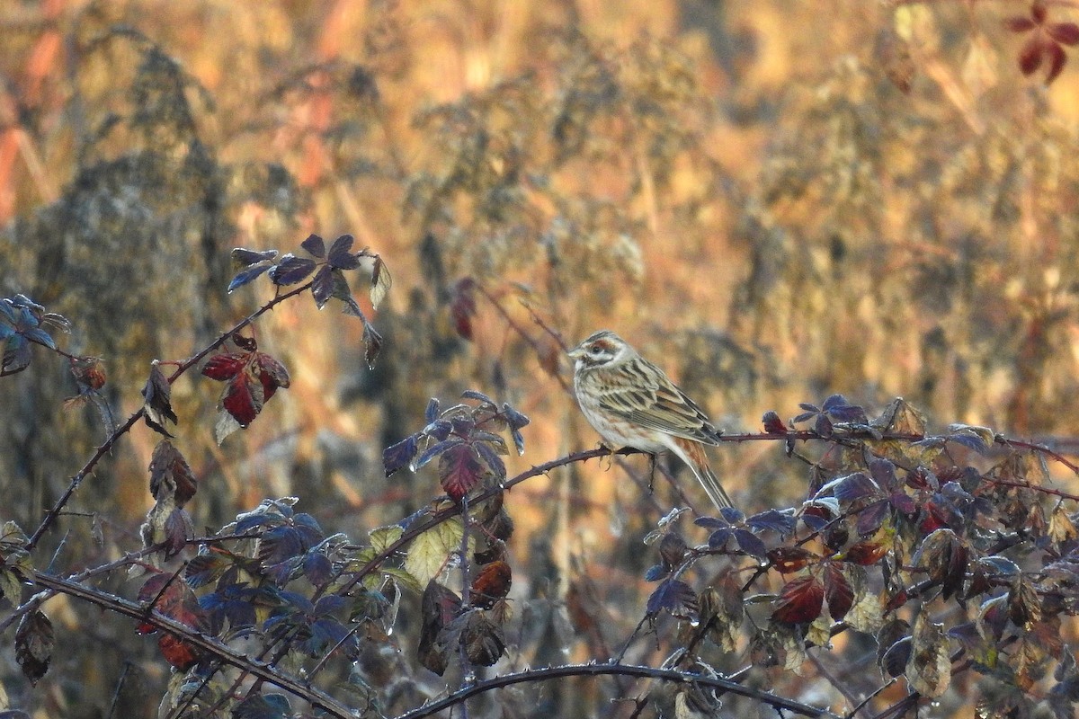 Pine Bunting - ML647550010