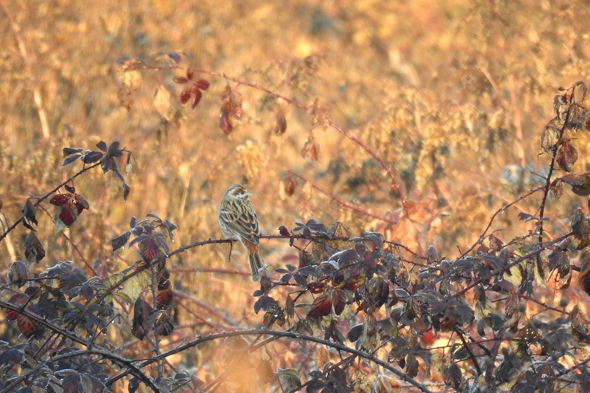 Pine Bunting - ML647550011
