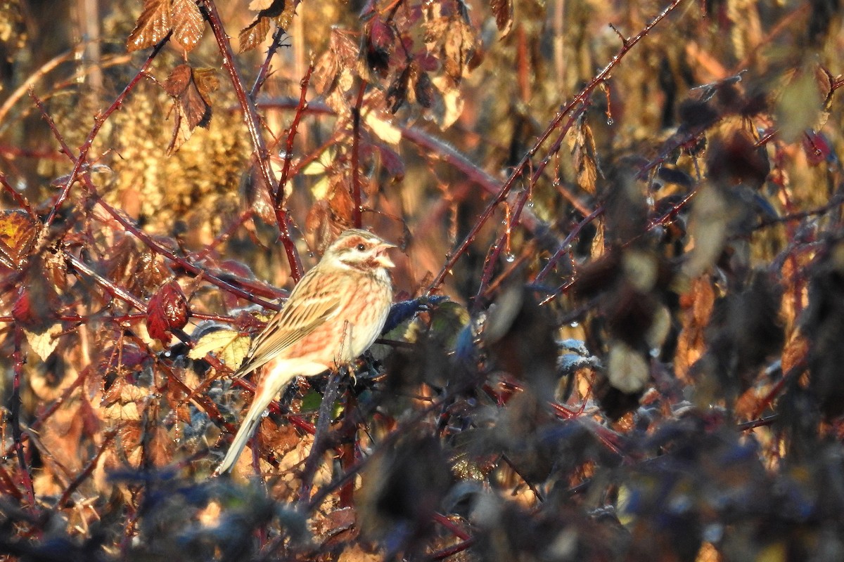 Pine Bunting - ML647550012