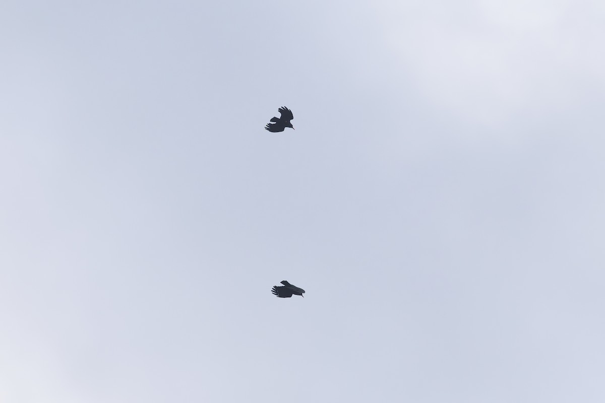 Red-billed Chough - ML647550017