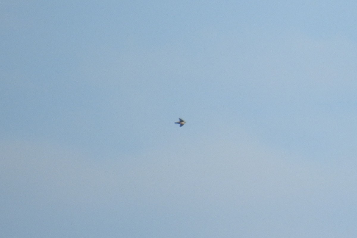 Eurasian Crag-Martin - ML647550018