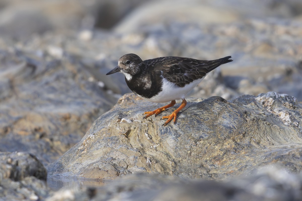 Ruddy Turnstone - ML647550020