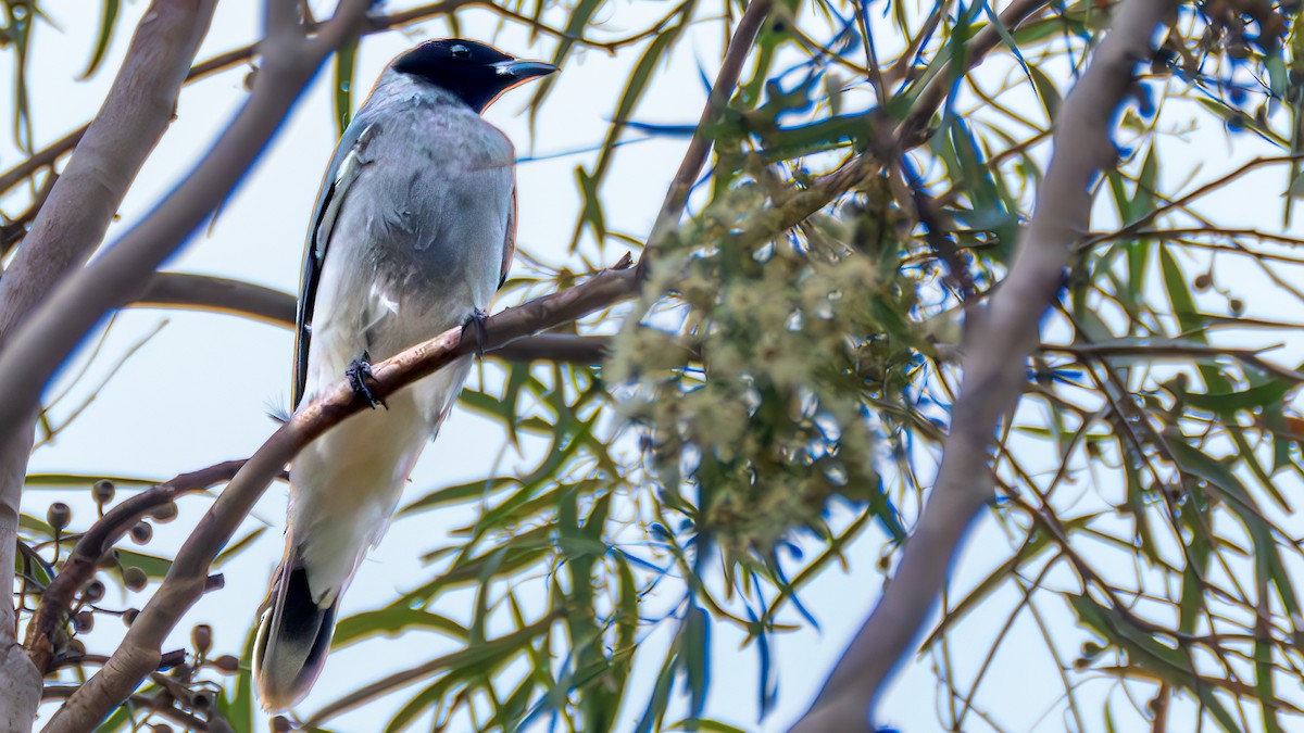 Black-faced Cuckooshrike - ML647550023