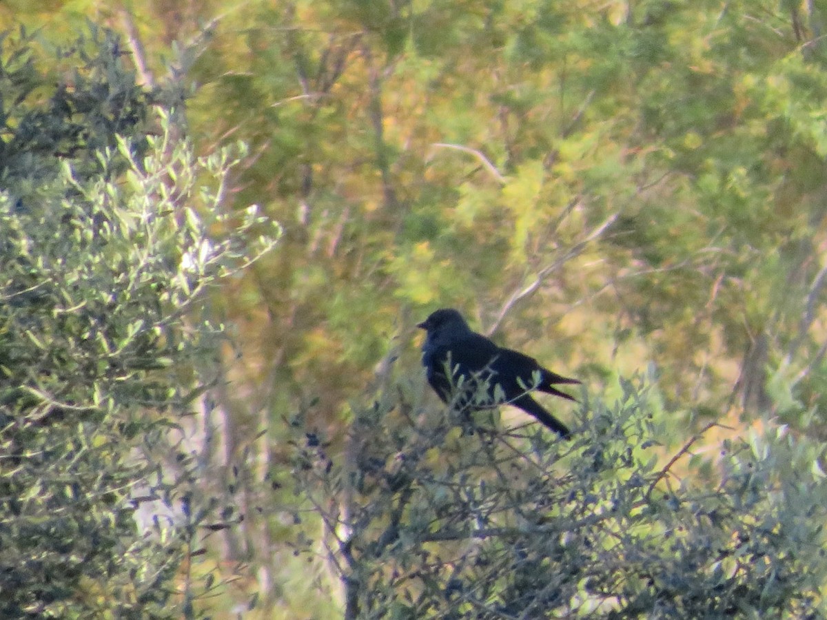 Eurasian Jackdaw - ML647550025