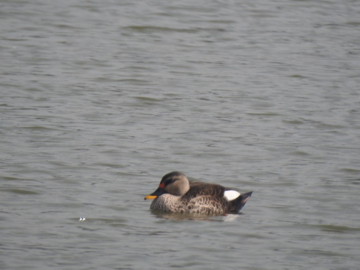 Indian Spot-billed Duck - ML647550026