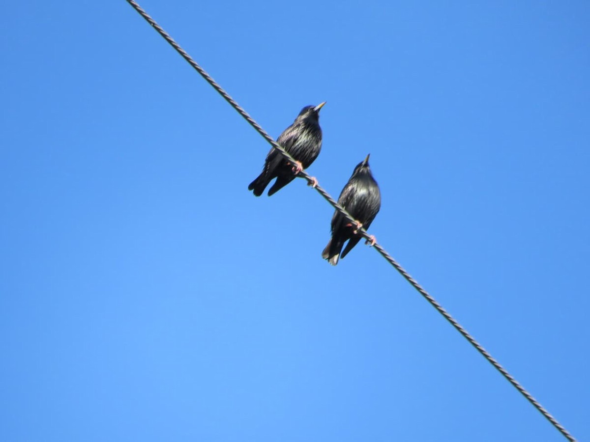 Spotless Starling - ML647550027