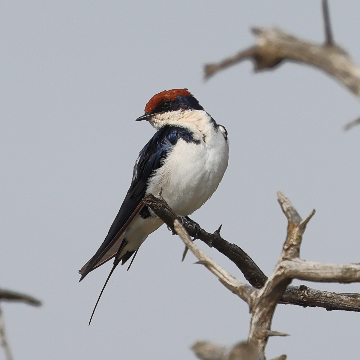 Wire-tailed Swallow - ML647550036