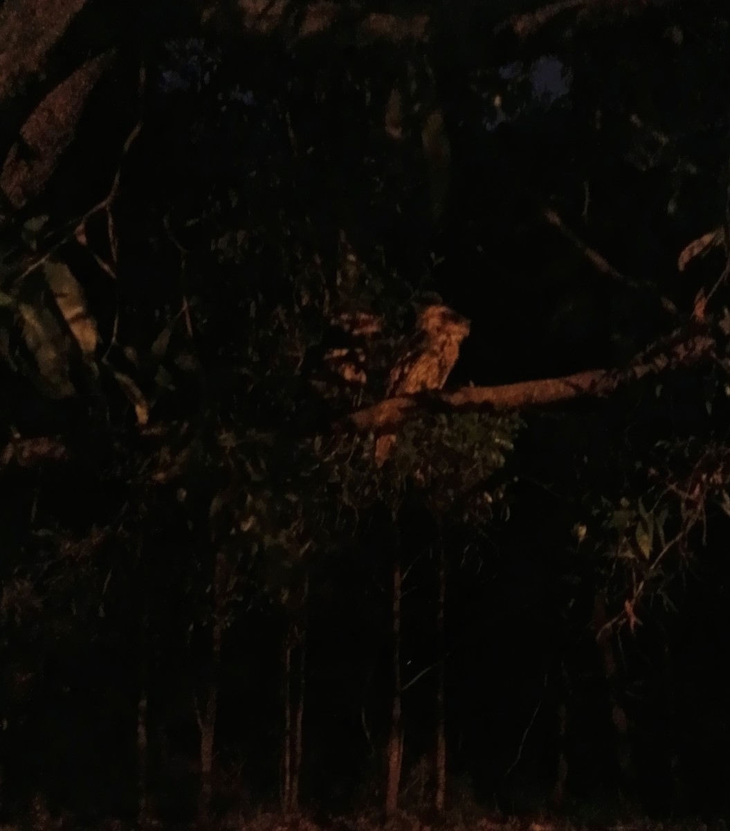 Avustralya Kocaağzı - ML647550038