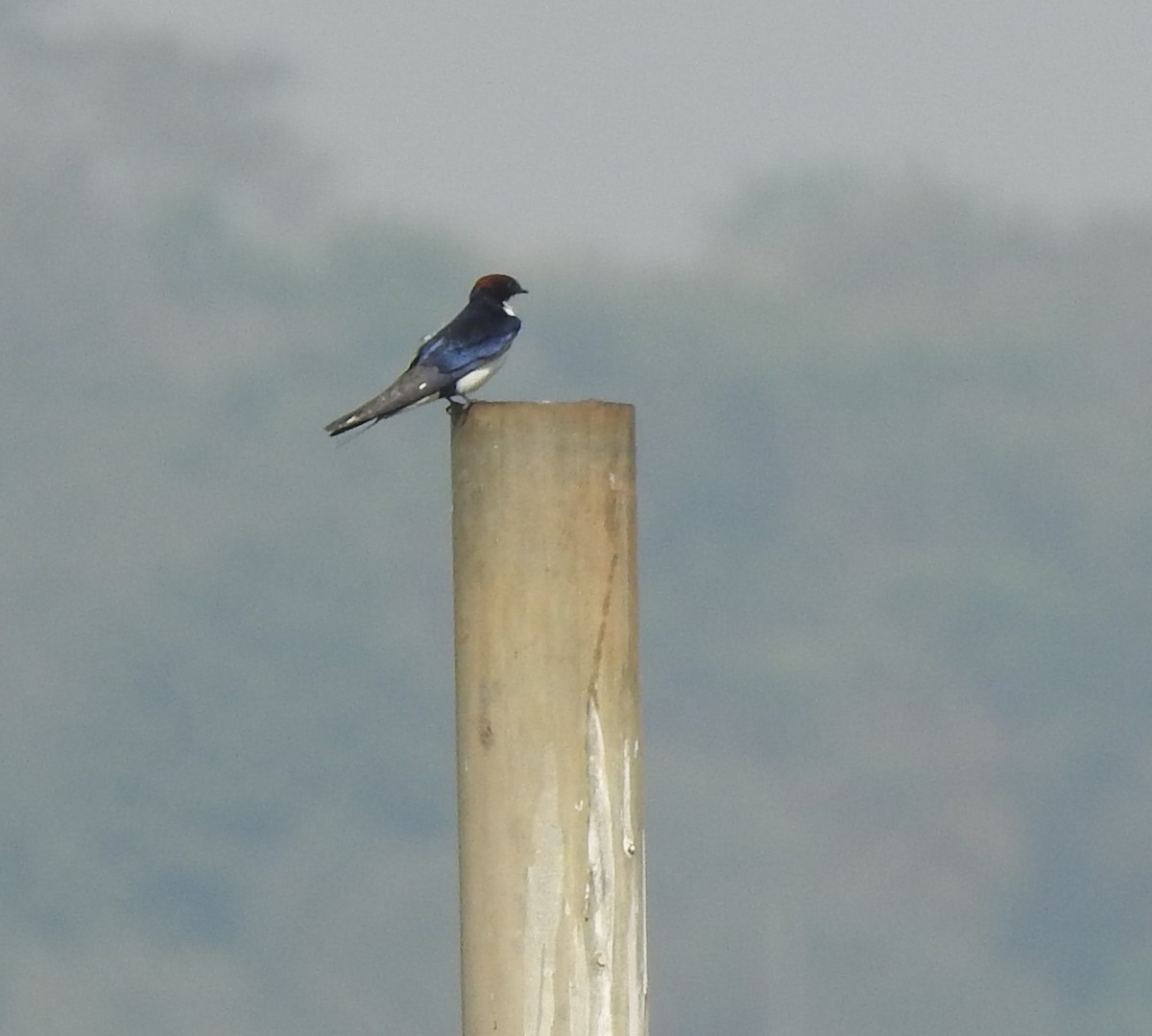 Wire-tailed Swallow - ML647550040