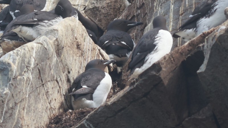 Толстоклювая кайра - ML647550047