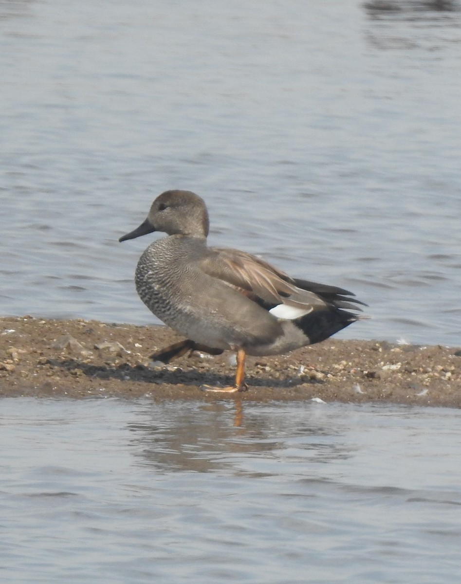 オカヨシガモ - ML647550057