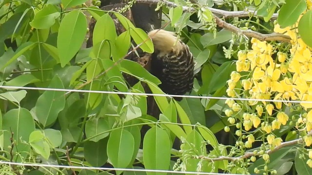 Blond-crested Woodpecker - ML647550074