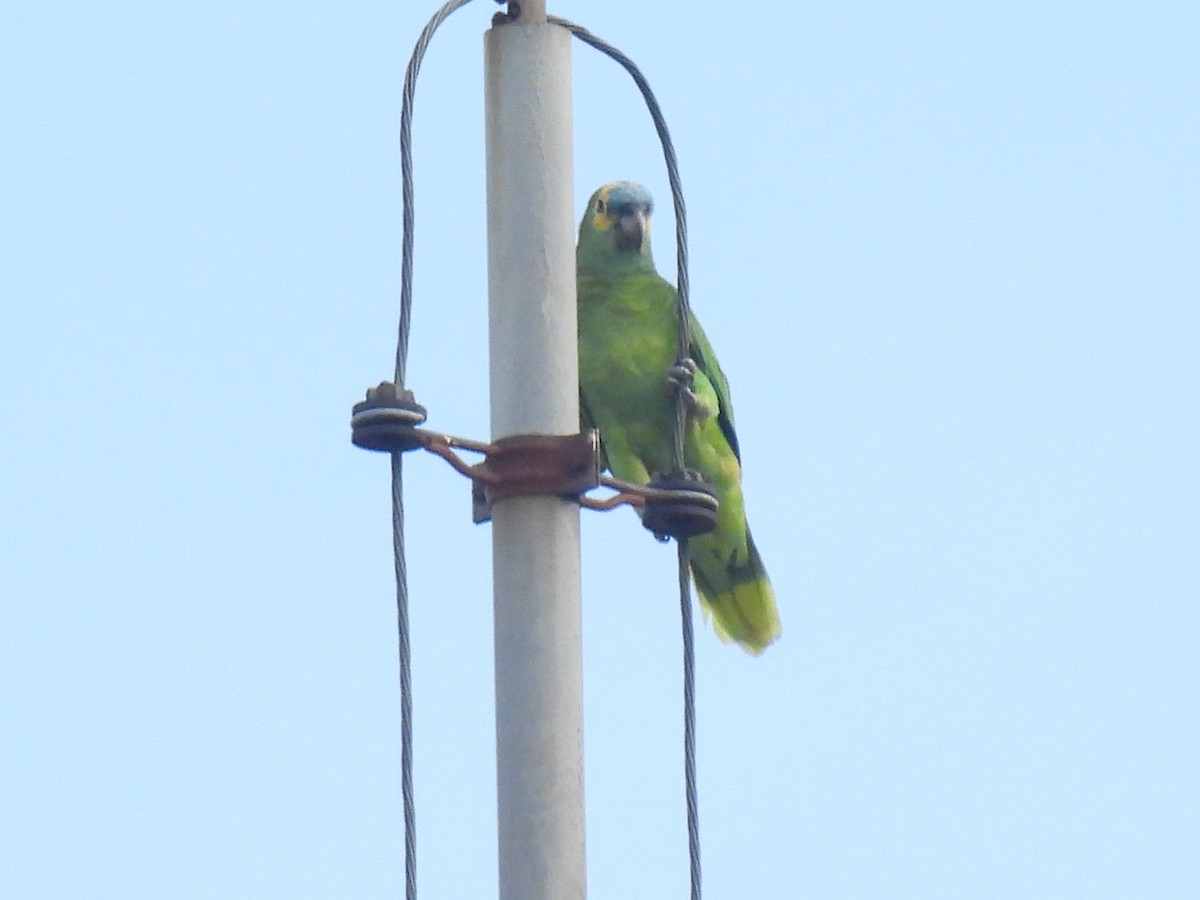 Turquoise-fronted Amazon - ML647550075