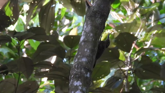 Cocoa Woodcreeper - ML647550081