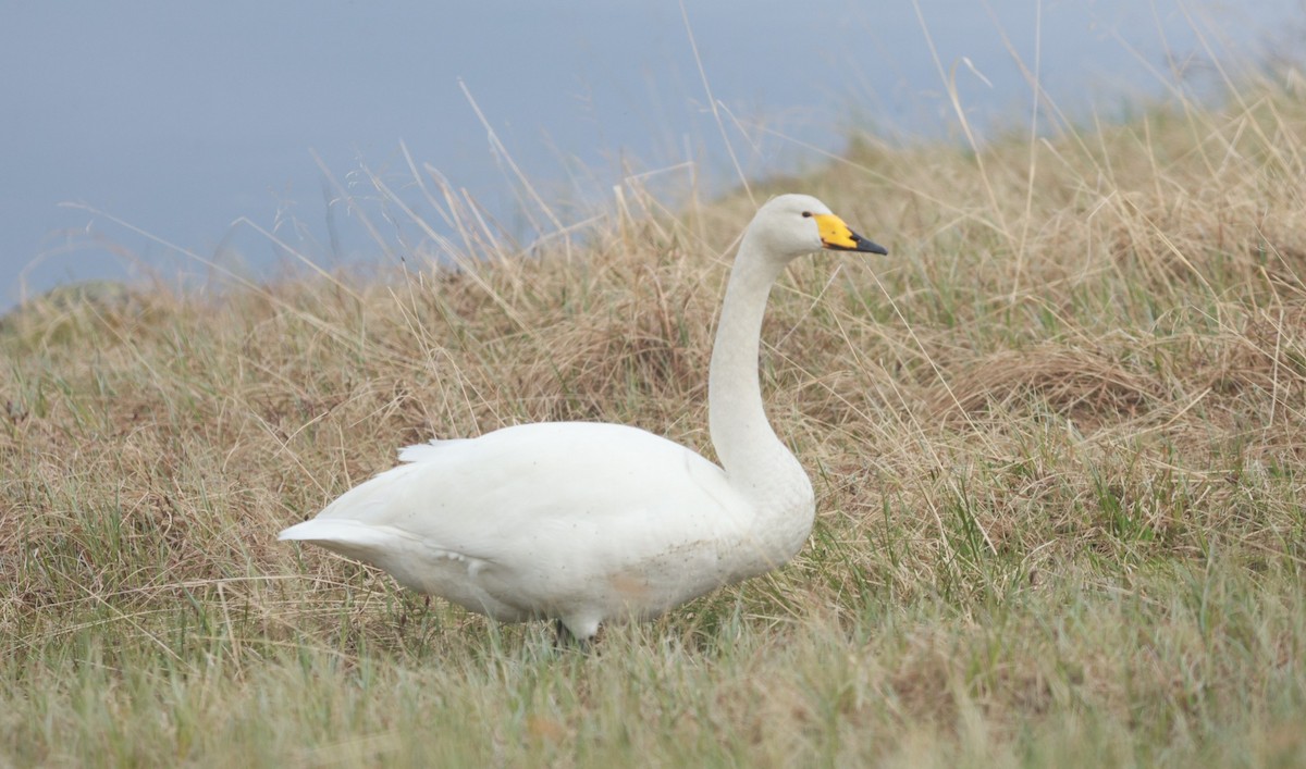 オオハクチョウ - ML647550085