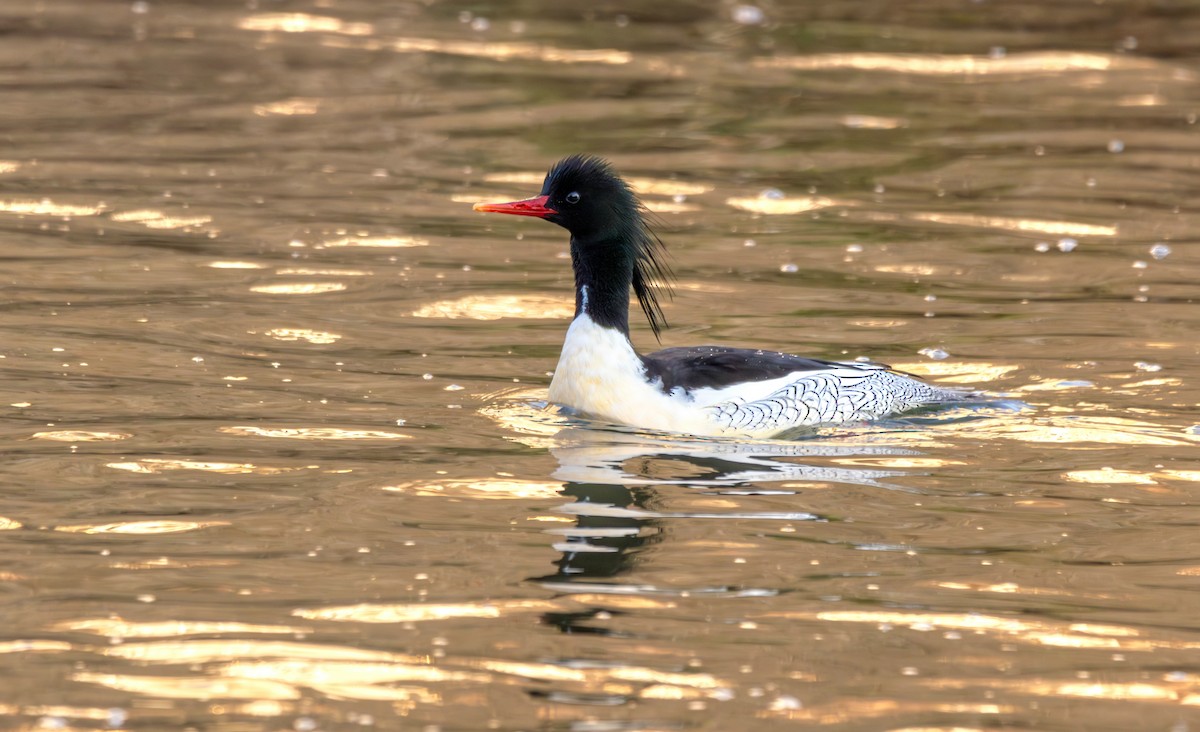 Scaly-sided Merganser - ML647550086