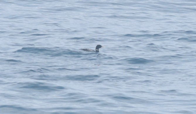 白嘴潛鳥 - ML647550088