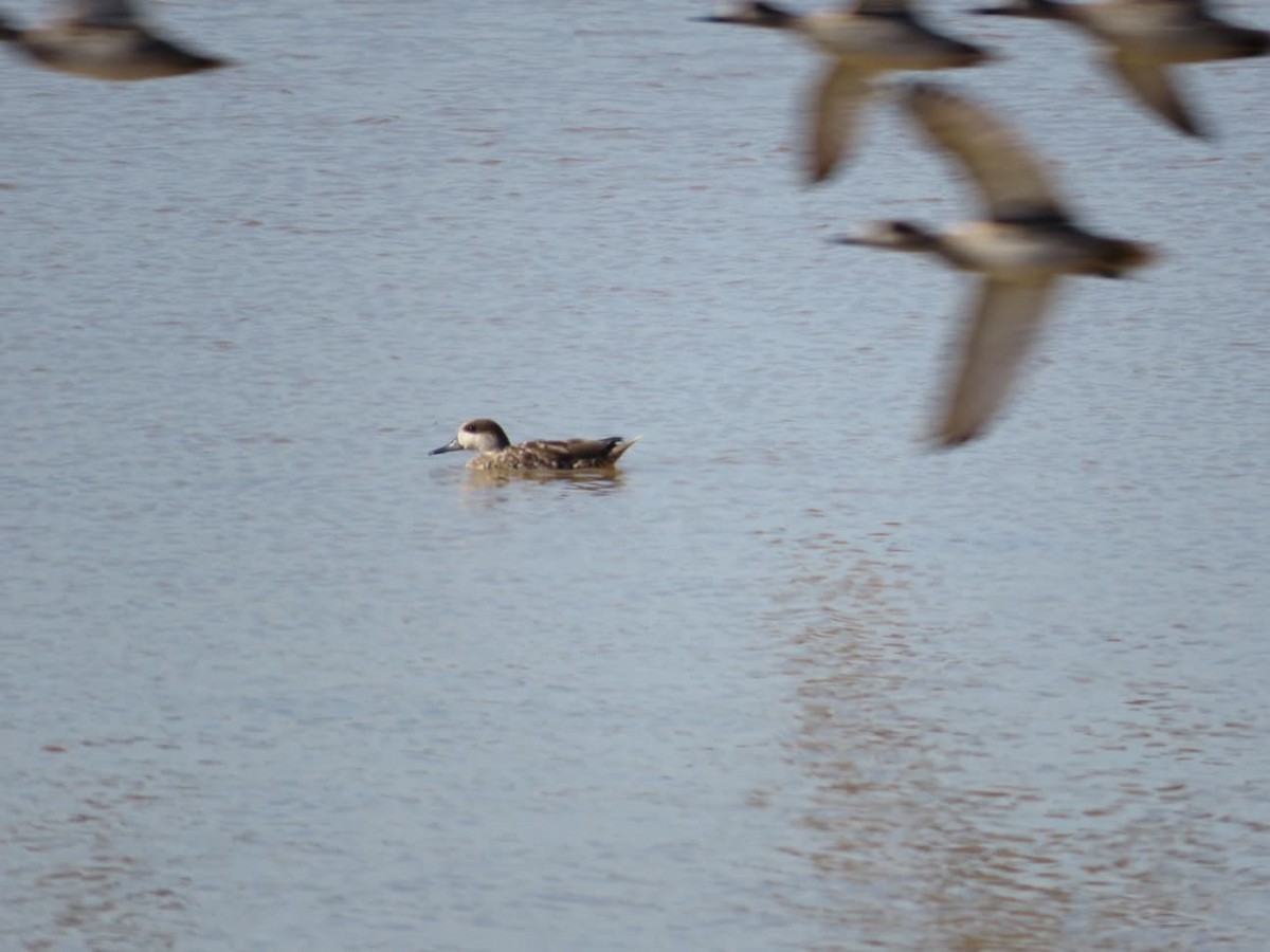 Marbled Duck - ML647550112