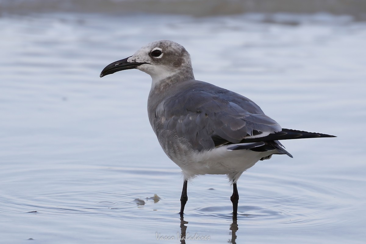 ワライカモメ - ML647550113