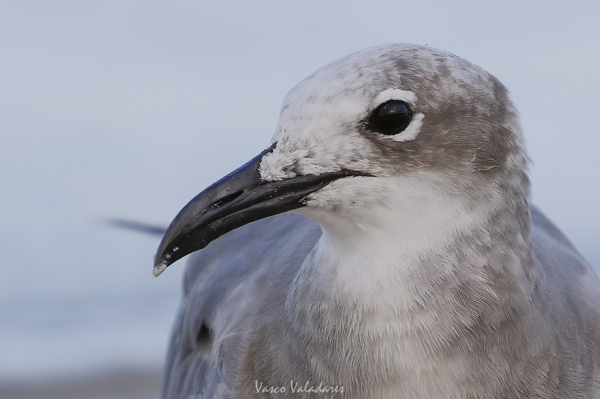 ワライカモメ - ML647550114