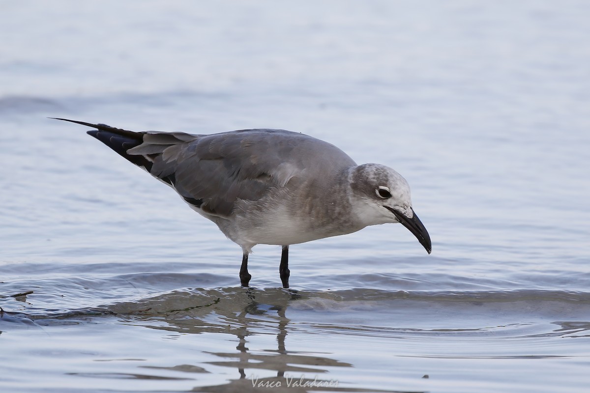 ワライカモメ - ML647550115