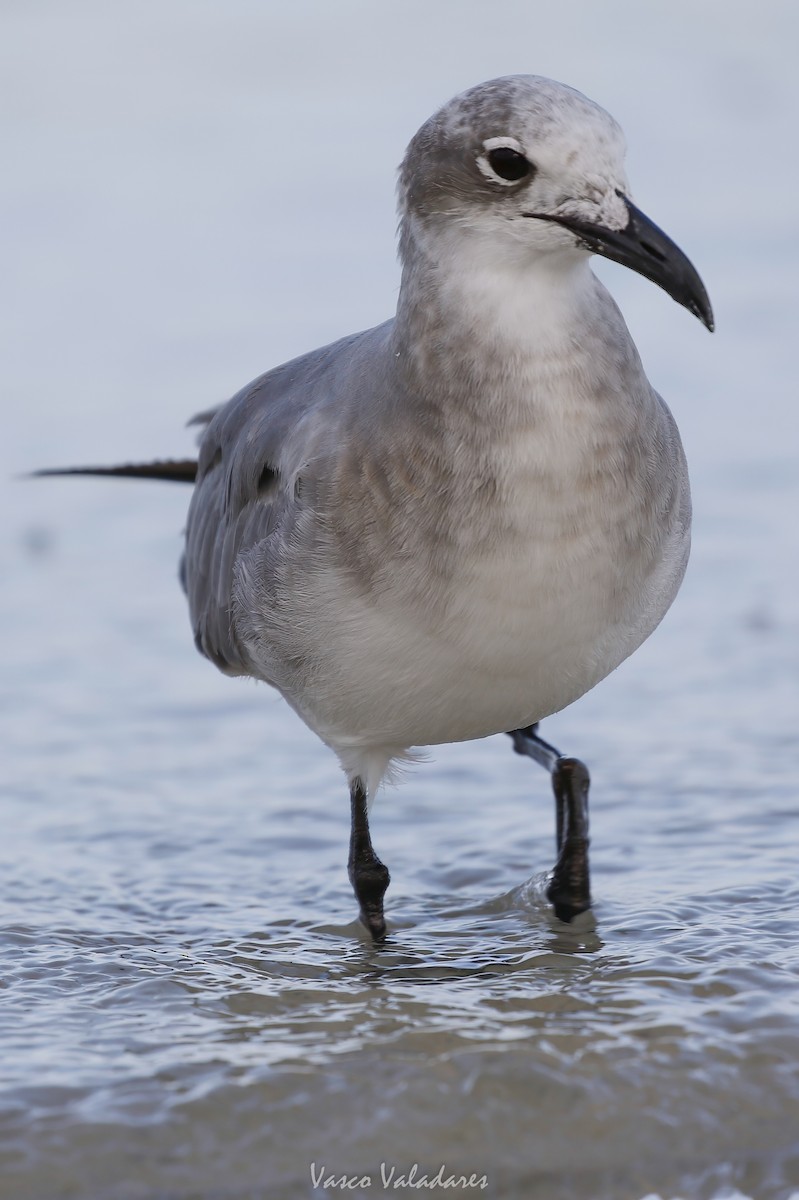 ワライカモメ - ML647550116