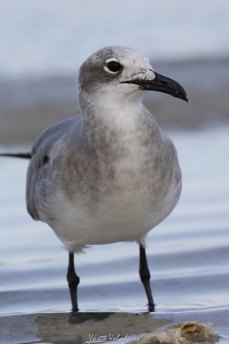 ワライカモメ - ML647550117