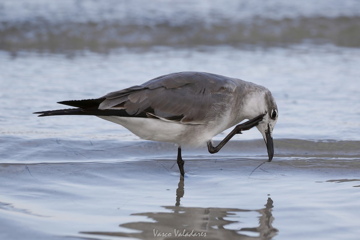 ワライカモメ - ML647550118